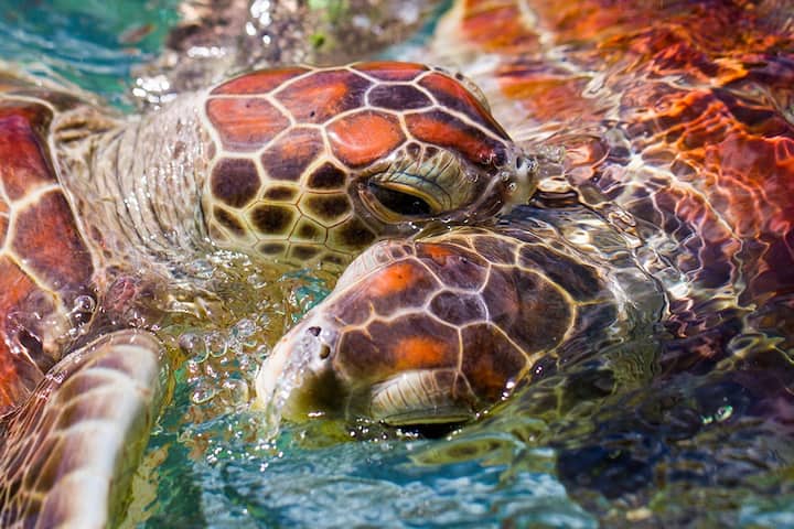 Deux tortues marines photographiées de près à la surface de l’eau
