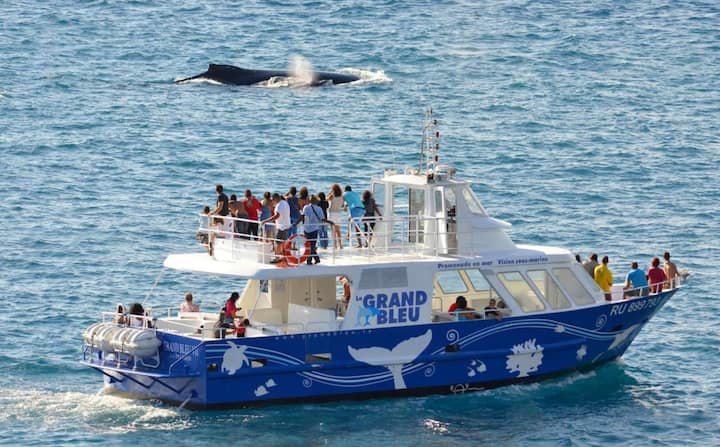 Bateau d’excursion en mer à proximité d’une baleine remontant à la surface